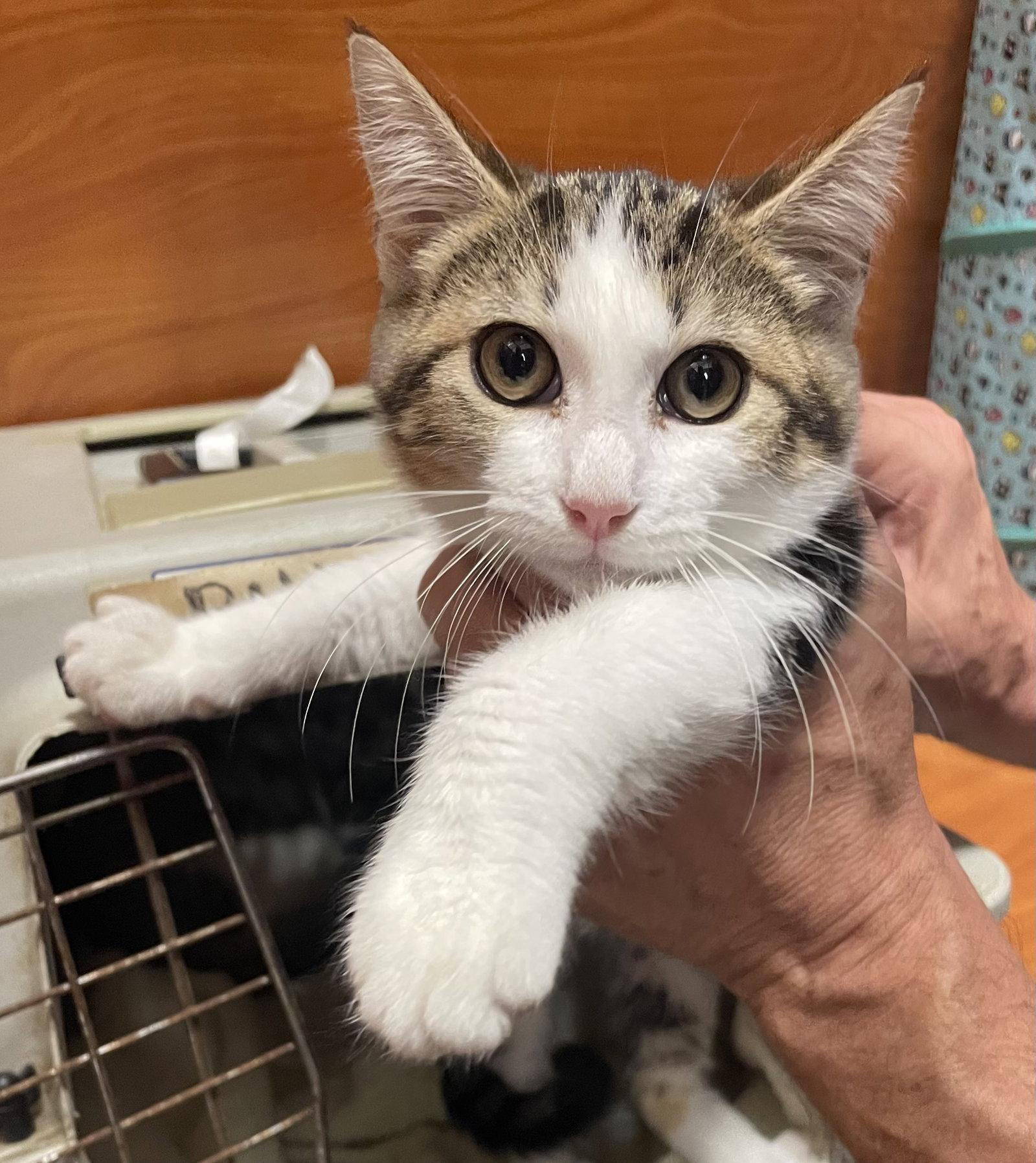 Enlarge Minty, a Adoptable mixed breed in Oxford, MS image 2/2