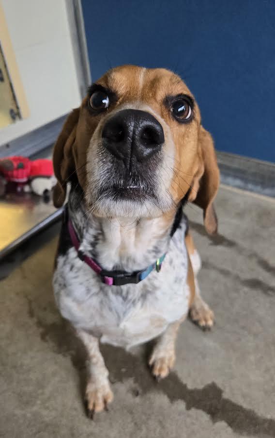 Loki, ADOPTABLE, Adult Male Beagle.