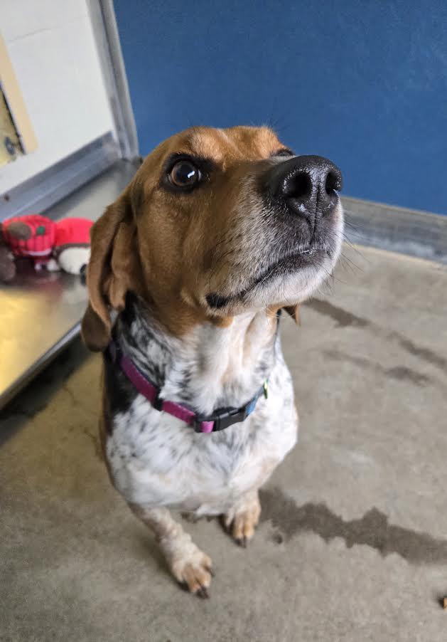 Enlarge Loki, a ADOPTABLE mixed breed in Bellingham, WA image 3/3