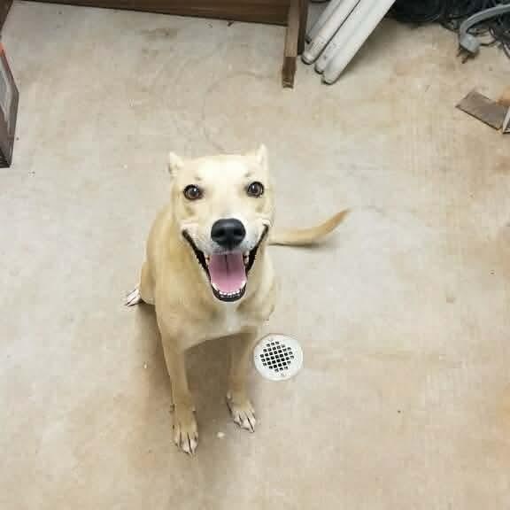 Enlarge Sophie, an adopted mixed breed in San Antonio, TX image 2/5