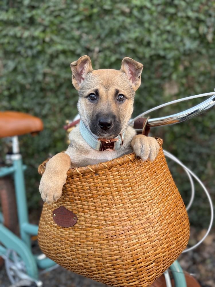 Enlarge Trudy, a Adoptable mixed breed in Pleasant Hill, CA image 1/6