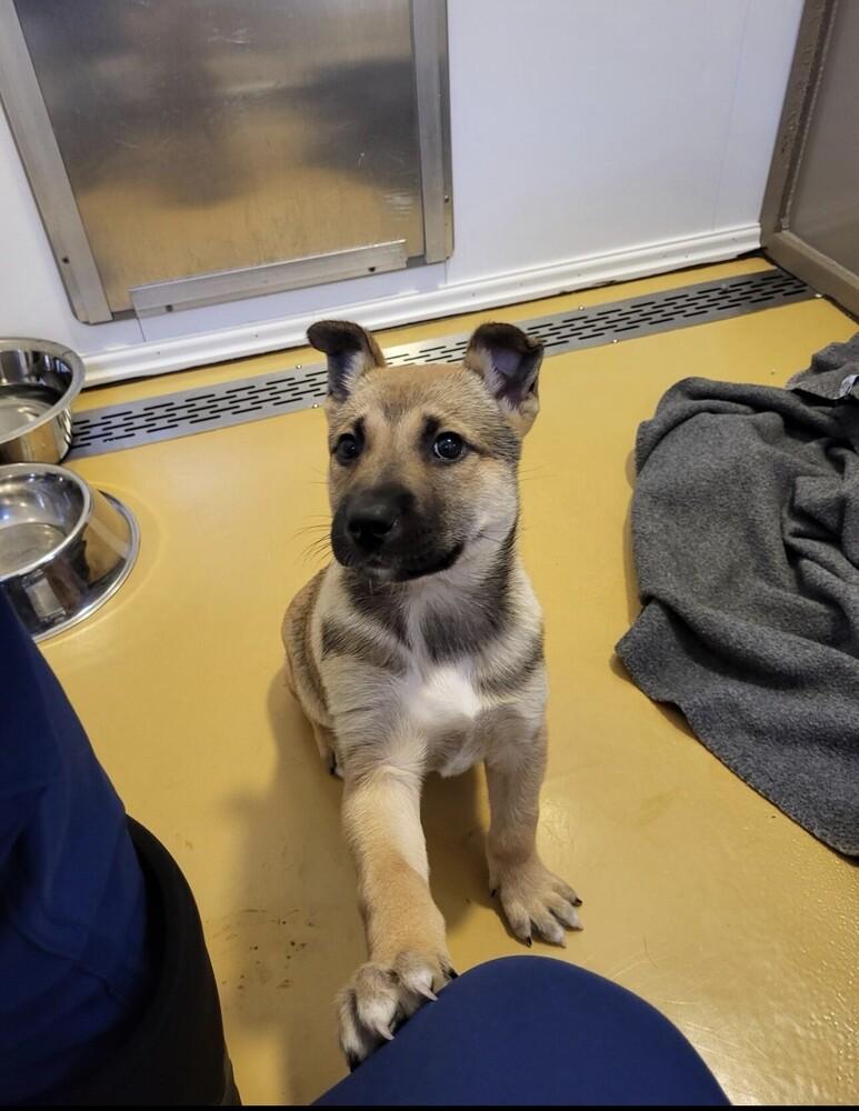 Enlarge Trudy, a Adoptable mixed breed in Pleasant Hill, CA image 3/6