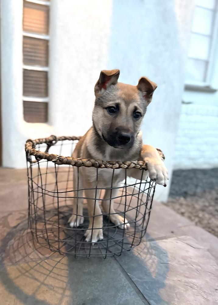 Enlarge Trudy, a Adoptable mixed breed in Pleasant Hill, CA image 5/6