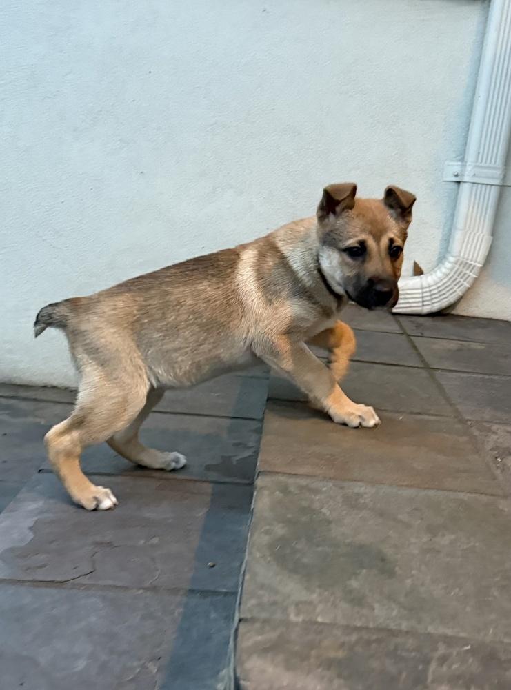 Enlarge Trudy, a Adoptable mixed breed in Pleasant Hill, CA image 6/6