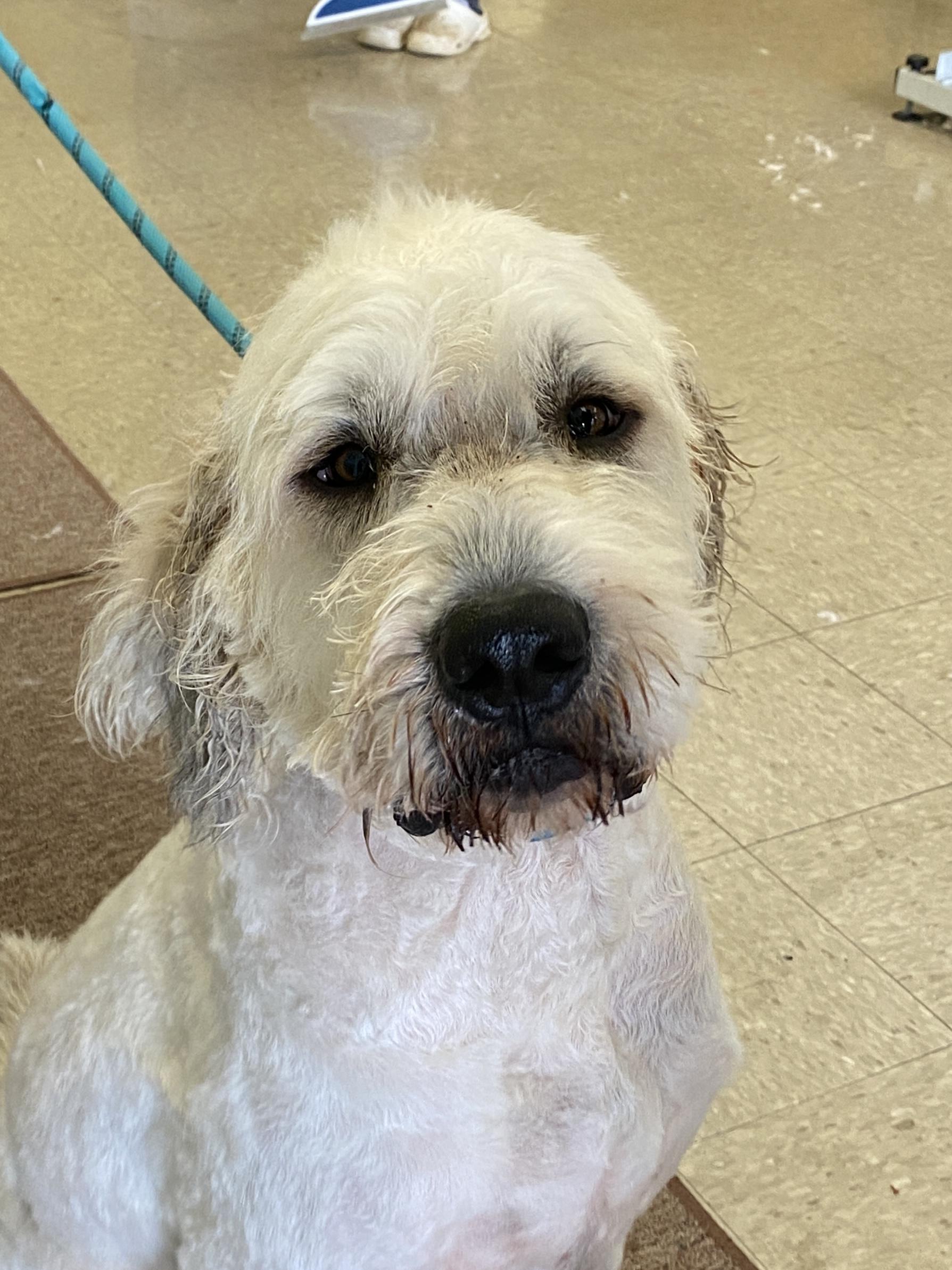 Enlarge Tucker, a ADOPTABLE mixed breed in Stormville, NY image 2/6