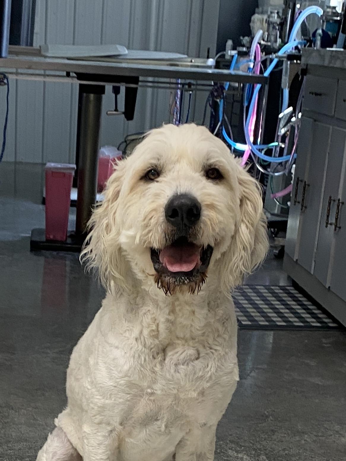 Tucker, ADOPTABLE, Adult Male Goldendoodle & Great Pyrenees.