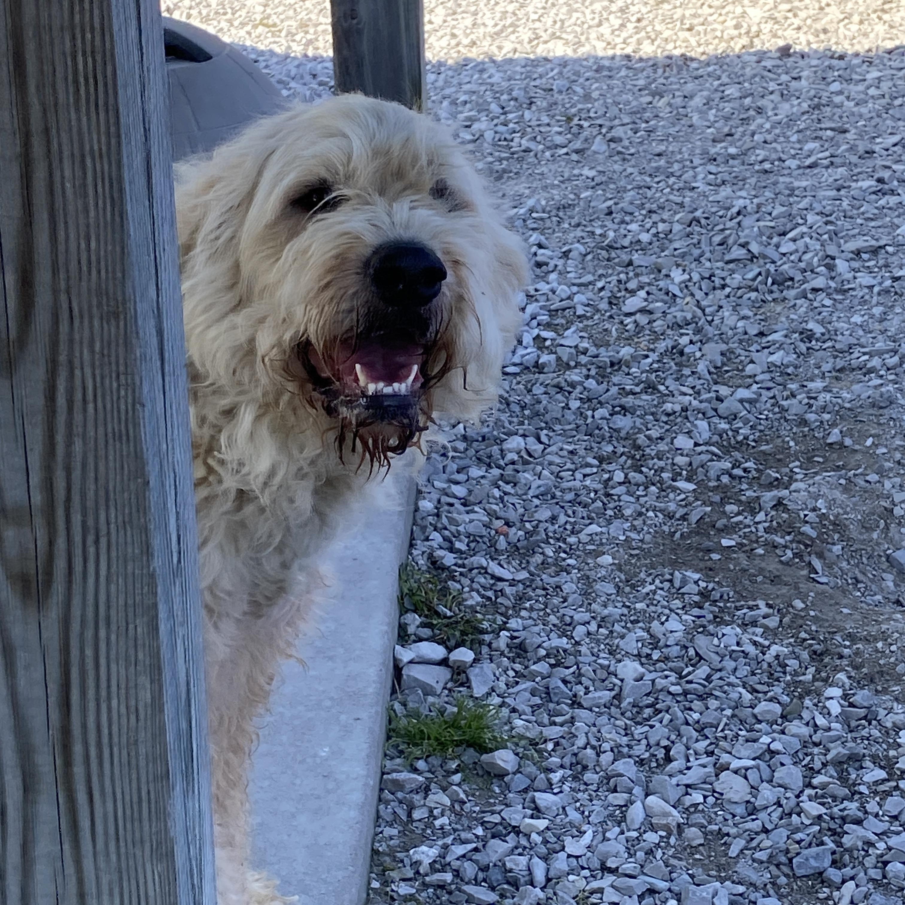 Enlarge Tucker, a ADOPTABLE mixed breed in Stormville, NY image 4/6