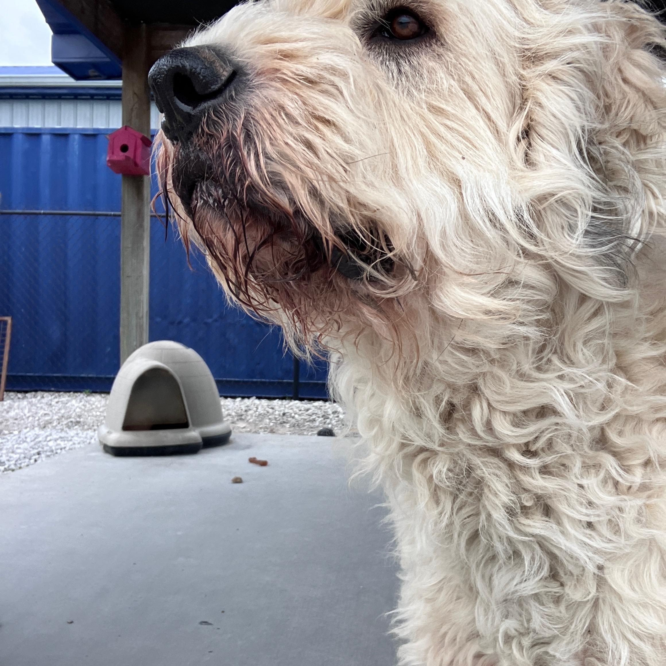 Enlarge Tucker, a ADOPTABLE mixed breed in Stormville, NY image 5/6
