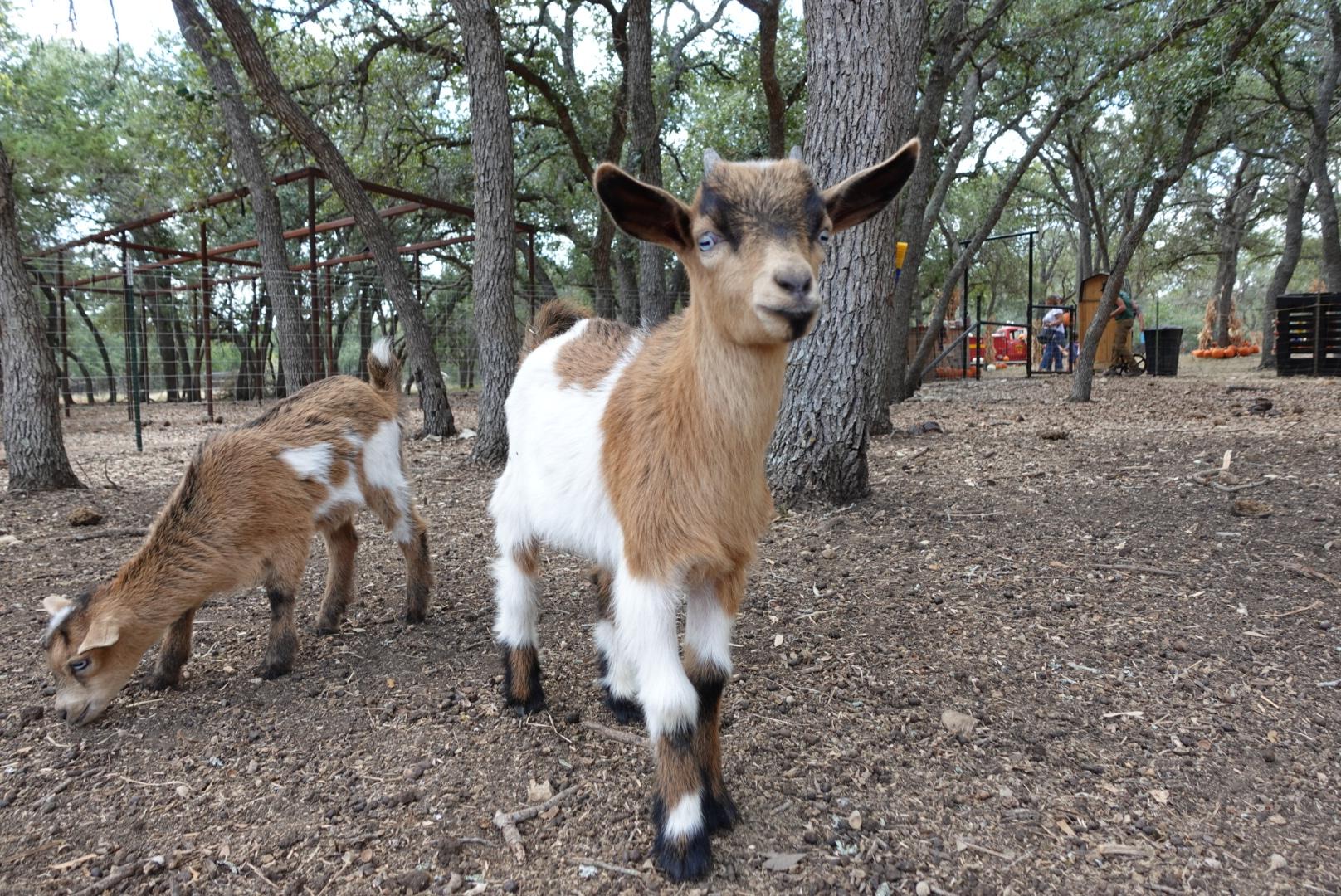 June & Remi with Babies Sunshine & Apollo, Adoptable, Adult Male Nigerian Dwarf.