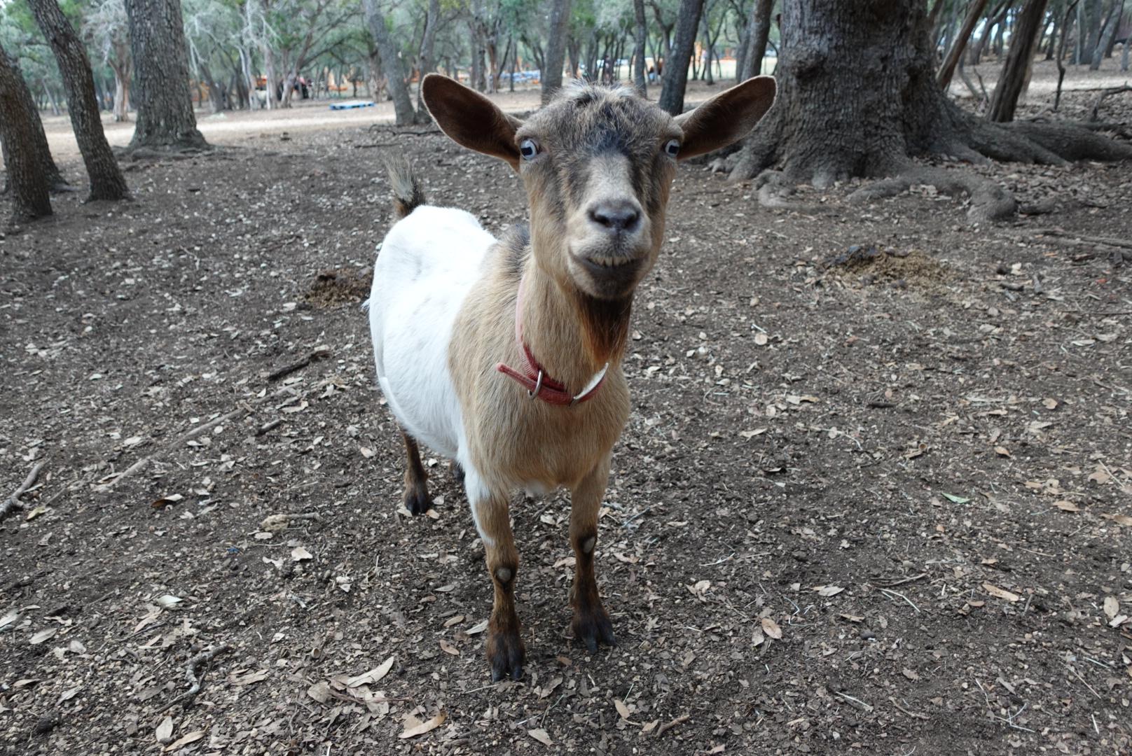 Enlarge June & Remi with Babies Sunshine & Apollo, a Adoptable Nigerian Dwarf in Bulverde, TX image 2/5