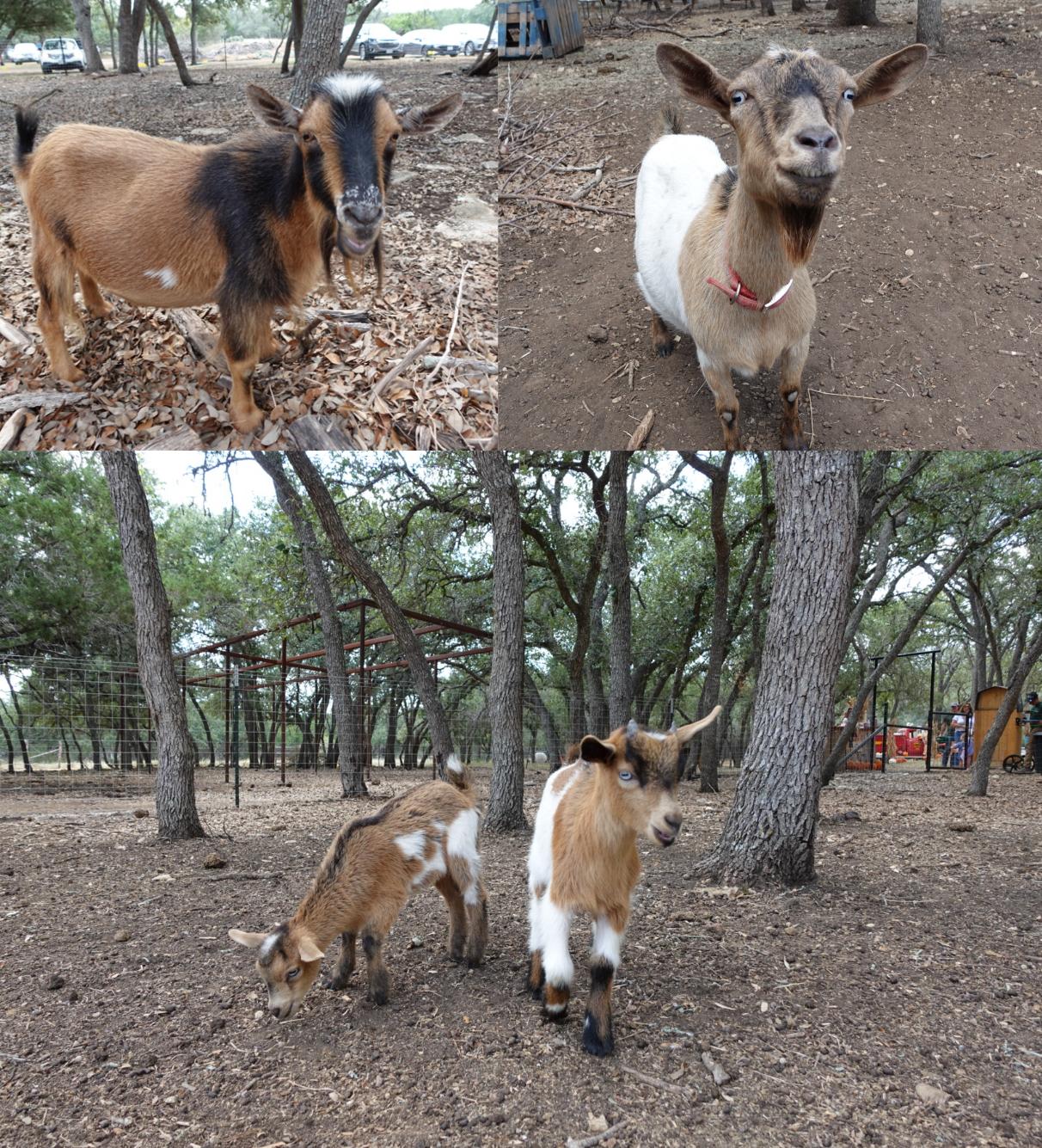 June & Remi with Babies Sunshine & Apollo, adopted, Adult Male Nigerian Dwarf.