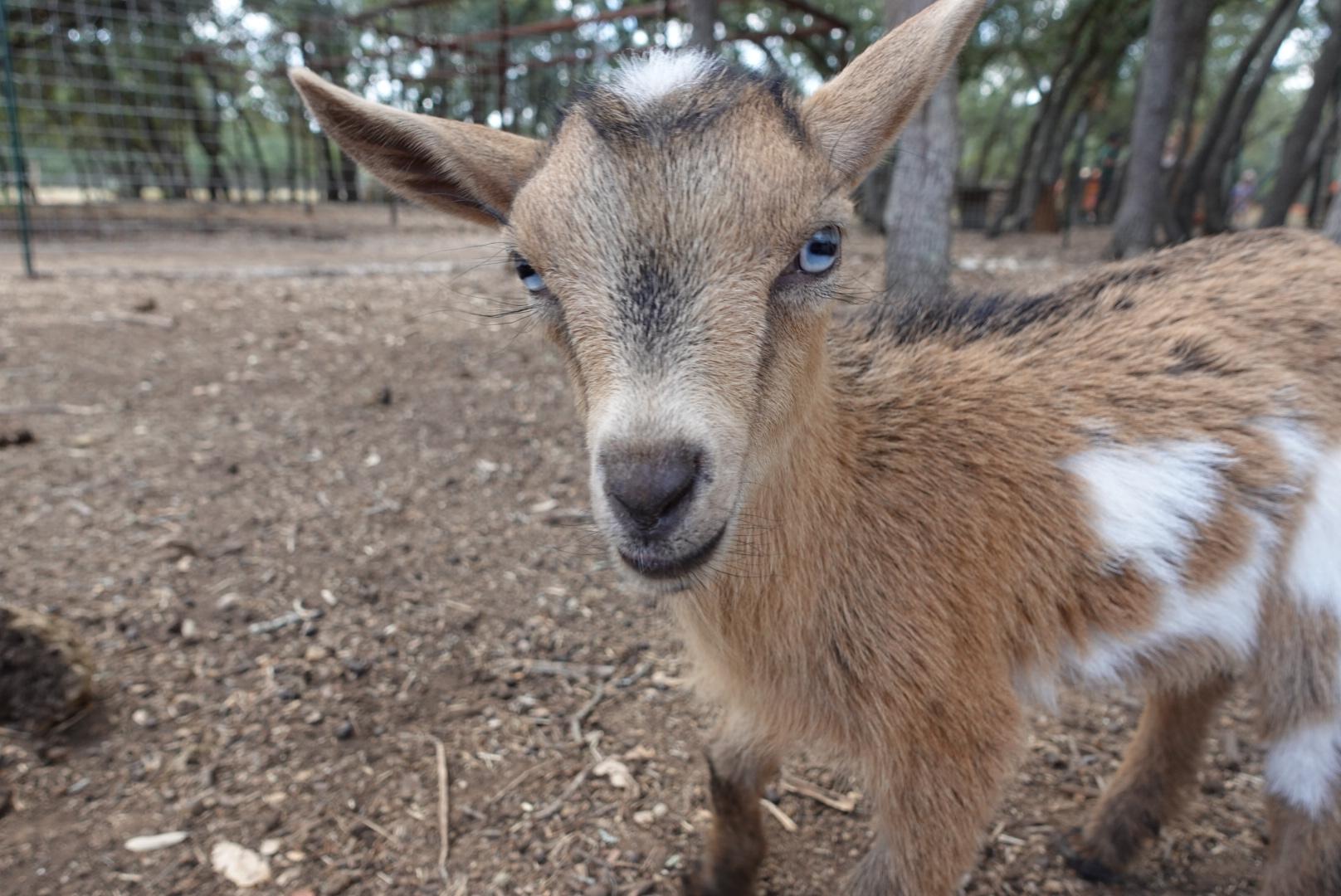Enlarge June & Remi with Babies Sunshine & Apollo, a Adoptable Nigerian Dwarf in Bulverde, TX image 5/5