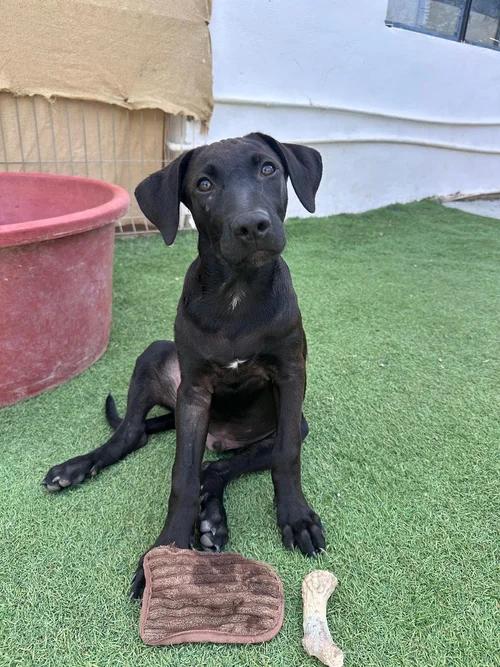 Obi-Wan — thumbnail 3