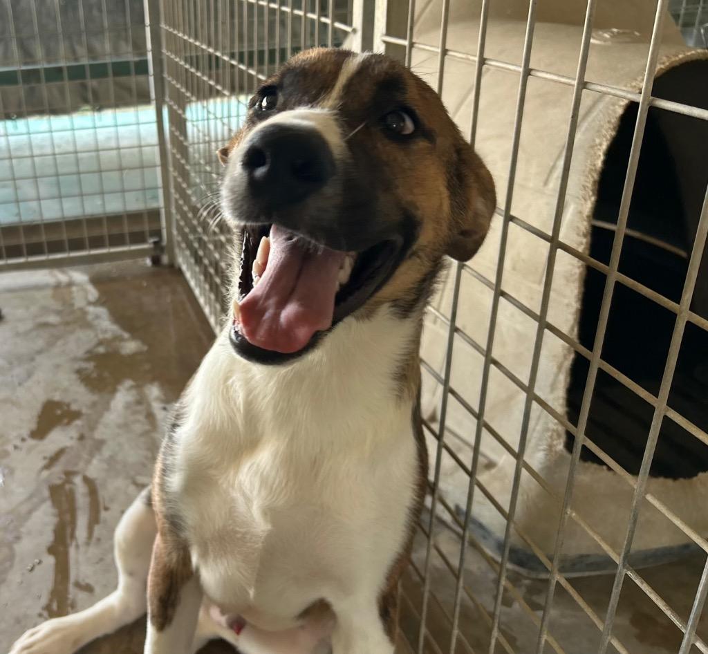 Enlarge Howard, a Adoptable Saint Bernard in Big Spring, TX image 1/1