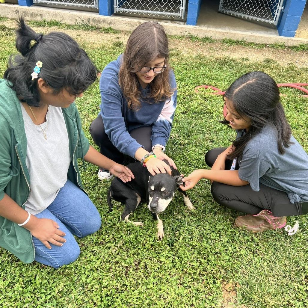 Minnie Mouse, Adoptable, Adult Female Rat Terrier & Patterdale Terrier / Fell Terrier.