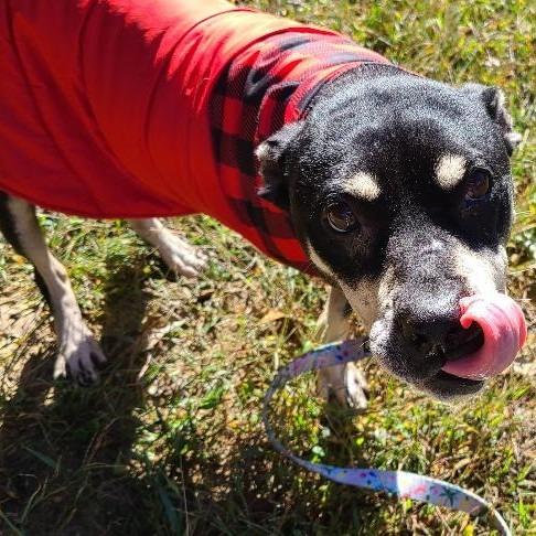 Enlarge Minnie Mouse, a Adoptable mixed breed in Potomac, MD image 6/6