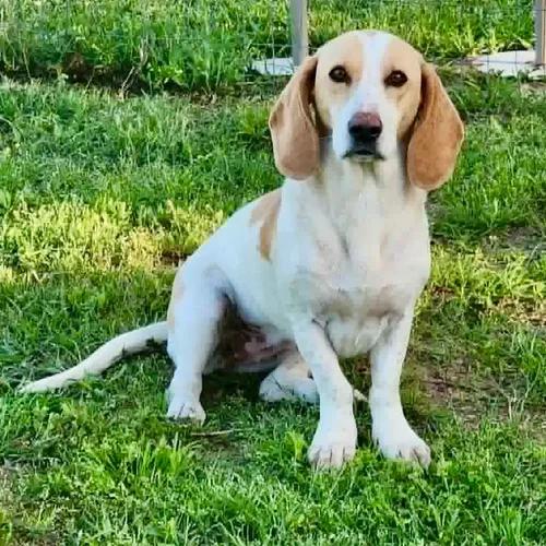 Enlarge Dottie, a ADOPTABLE mixed breed in St. Paul, MN image 1/3