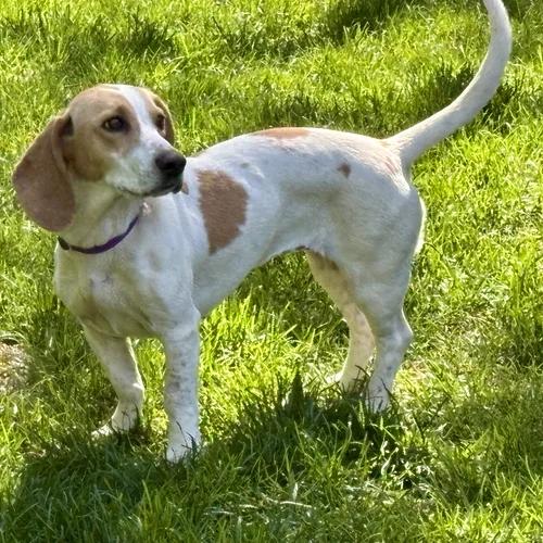 Enlarge Dottie, a ADOPTABLE mixed breed in St. Paul, MN image 2/3