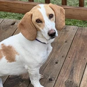 Enlarge Dottie, a ADOPTABLE mixed breed in St. Paul, MN image 3/3