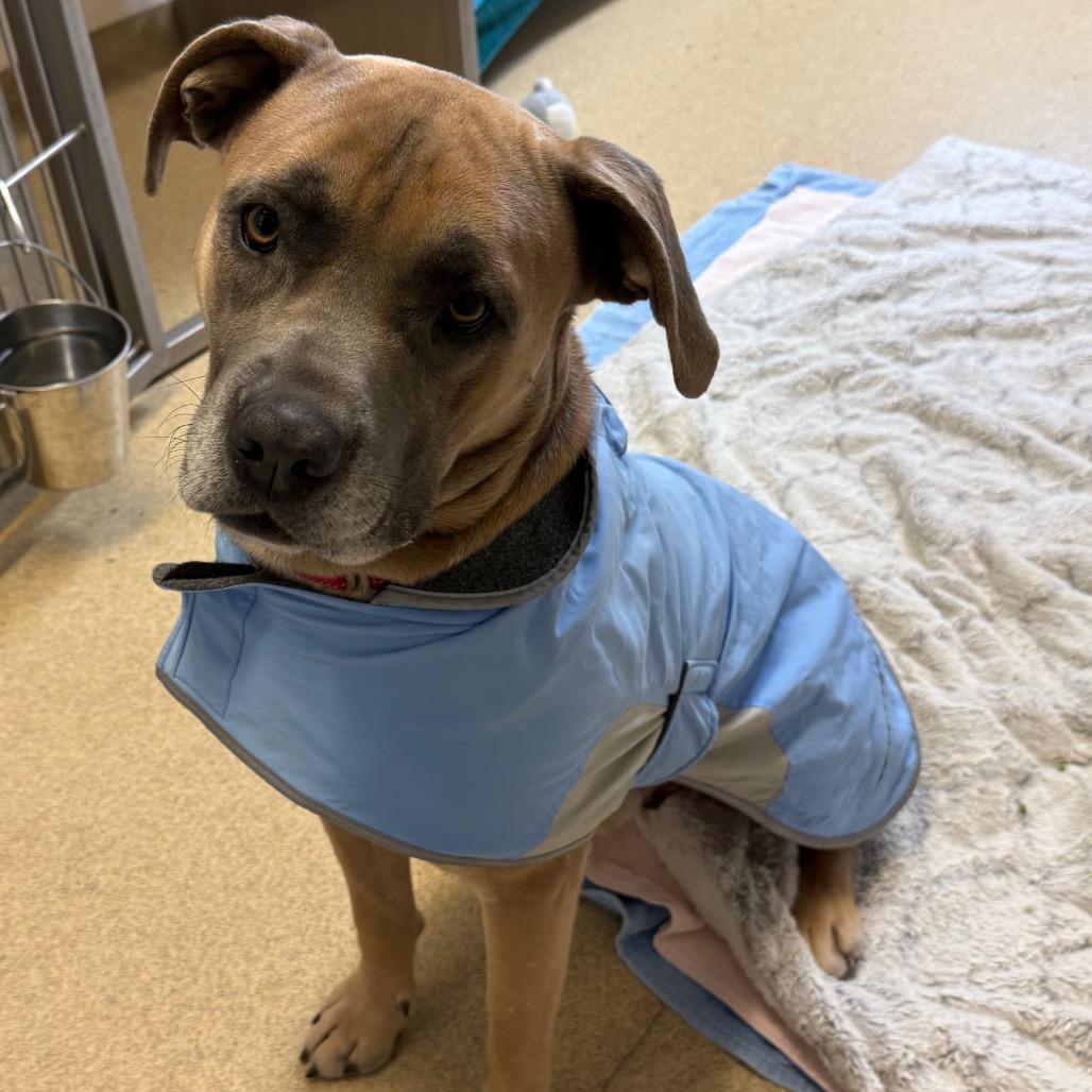 Enlarge Murphy, a Adoptable mixed breed in Naperville, IL image 1/6