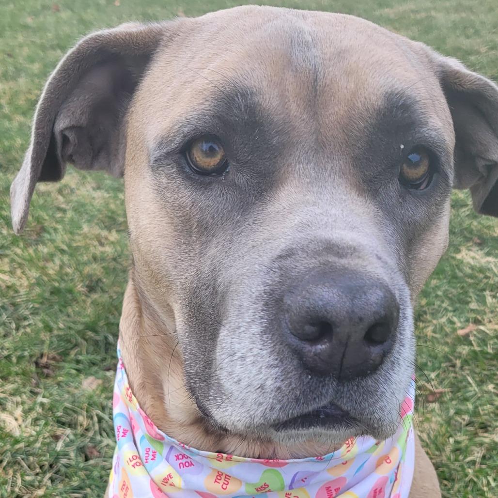 Enlarge Murphy, a Adoptable mixed breed in Naperville, IL image 2/6
