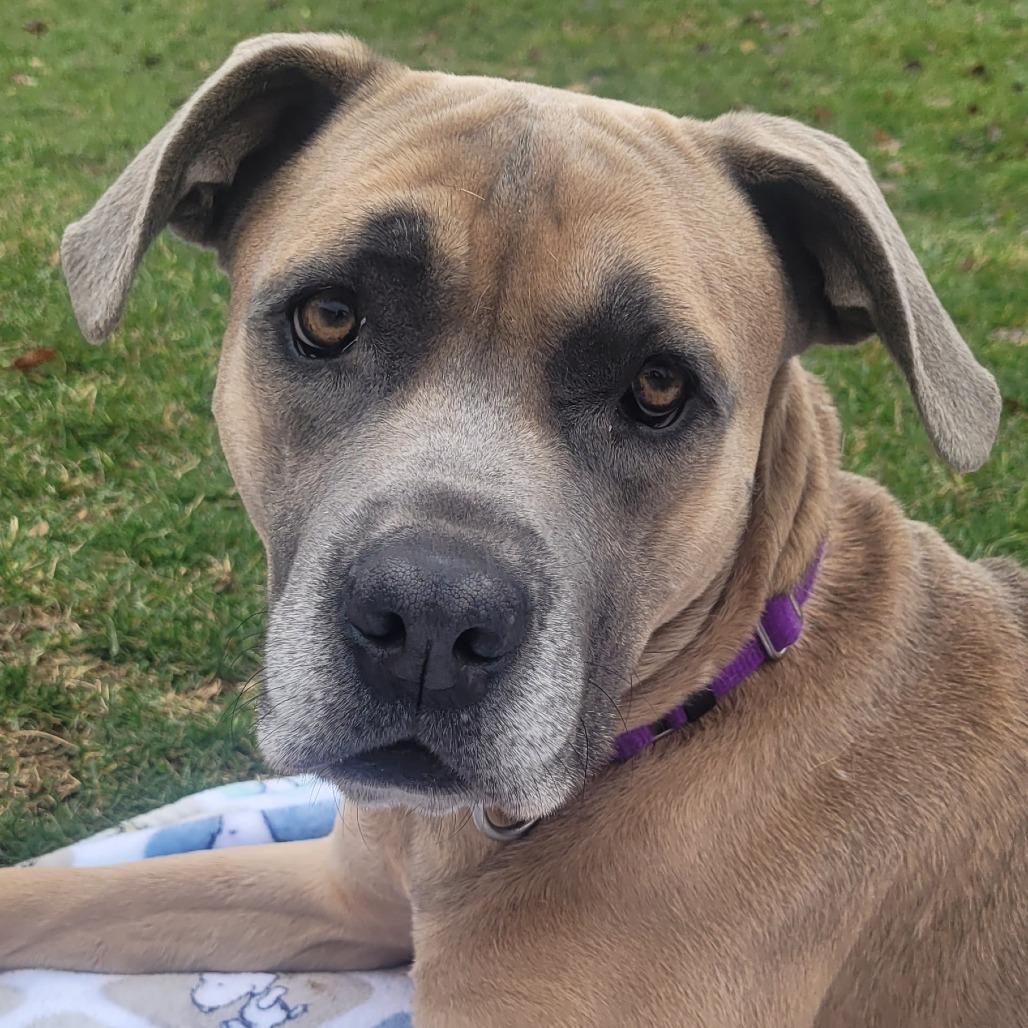 Enlarge Murphy, a Adoptable mixed breed in Naperville, IL image 5/6