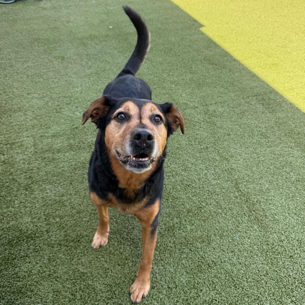 Lexi, Adoptable, Adult Female Shepherd & Rottweiler.