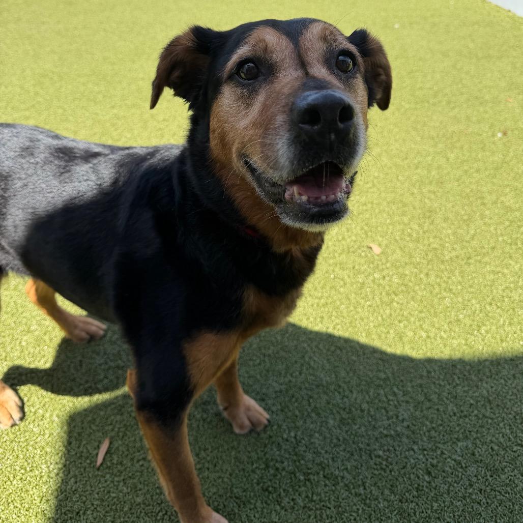 Enlarge Lexi, a Adoptable mixed breed in Tampa, FL image 2/6