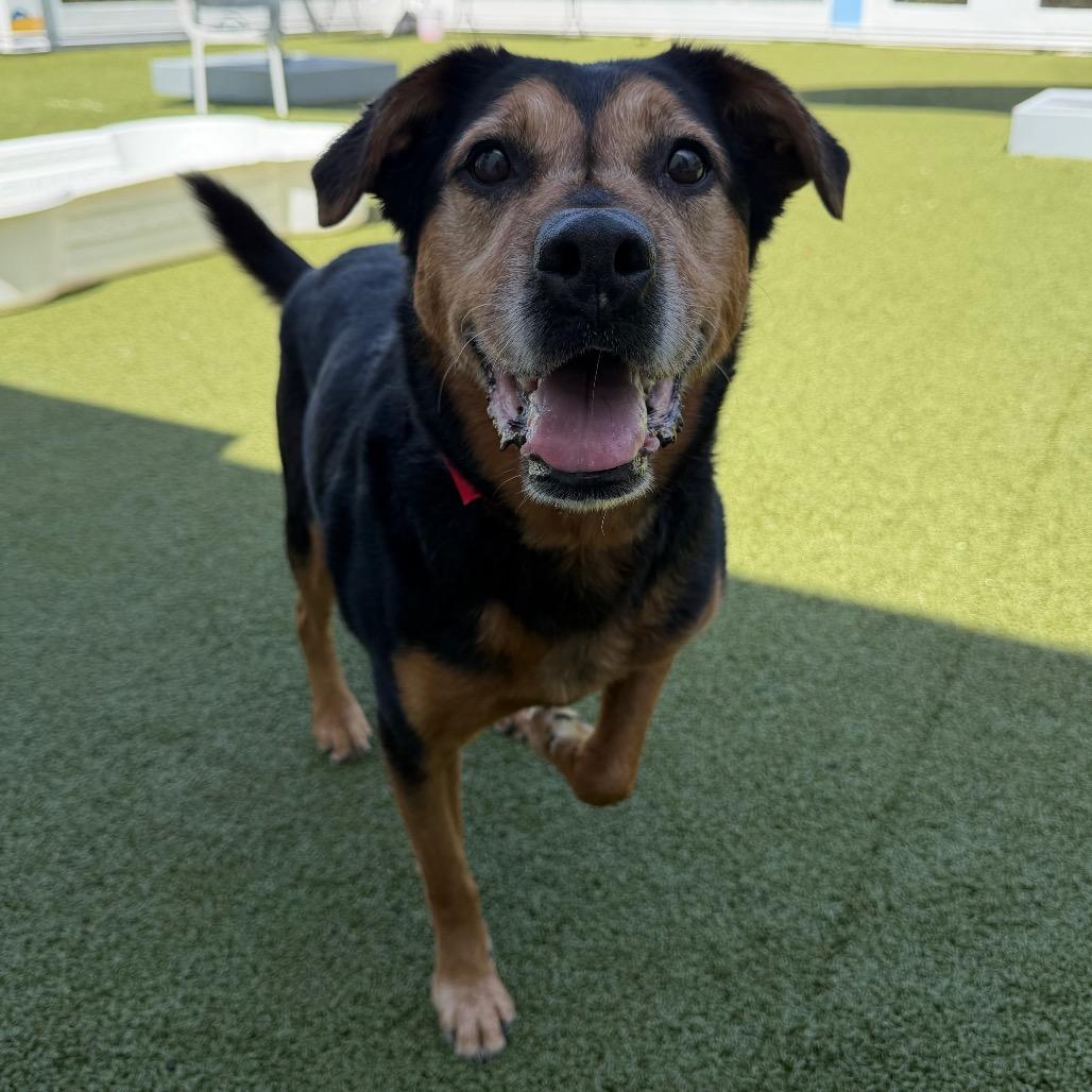 Enlarge Lexi, a Adoptable mixed breed in Tampa, FL image 3/6