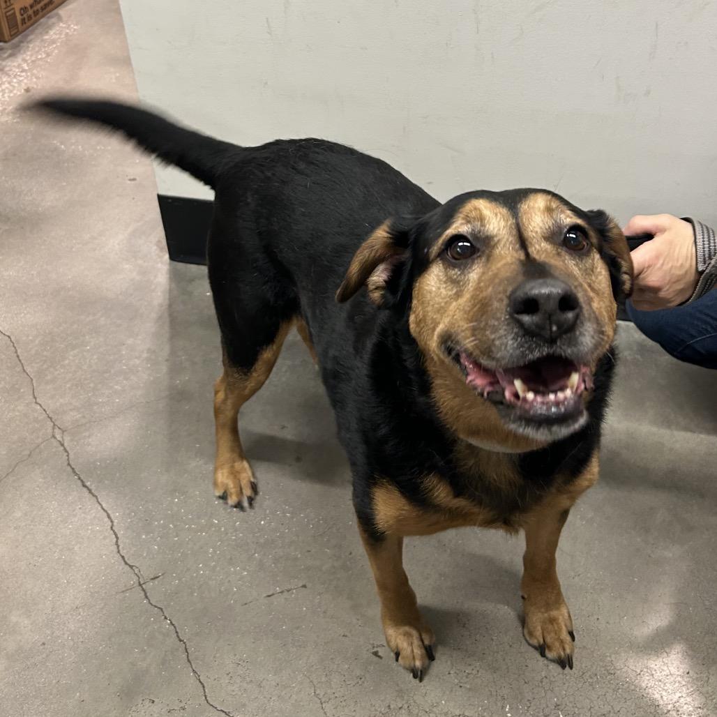 Enlarge Lexi, a Adoptable mixed breed in Tampa, FL image 4/6