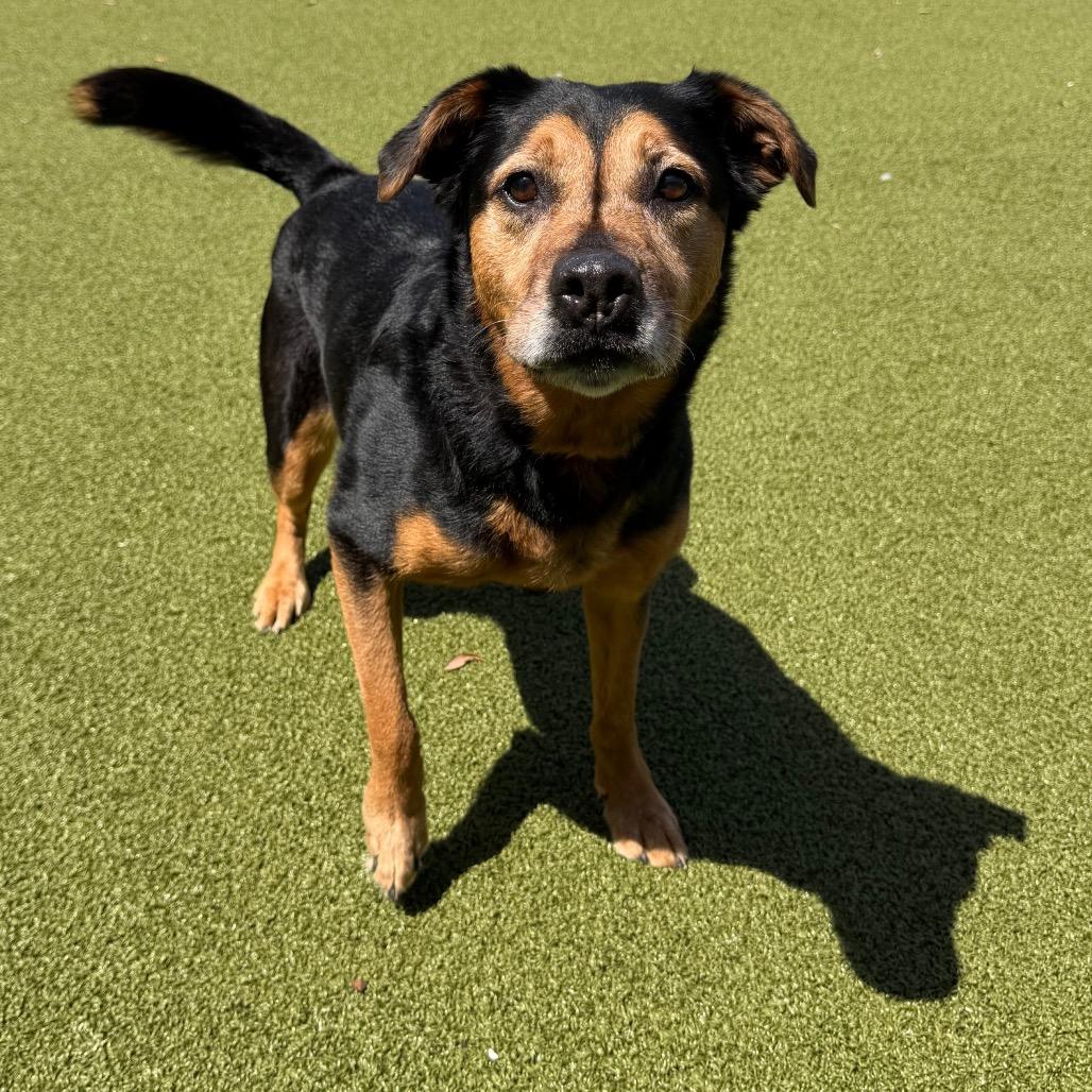 Enlarge Lexi, a Adoptable mixed breed in Tampa, FL image 5/6