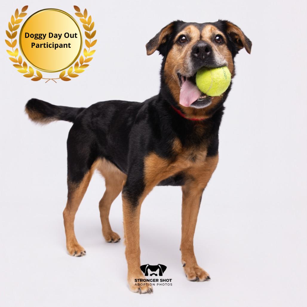Enlarge Lexi, a Adoptable mixed breed in Tampa, FL image 6/6