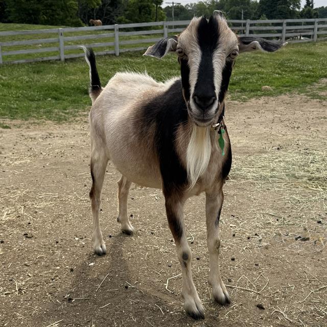 VALLEY, Adoptable, Young Male Goat.