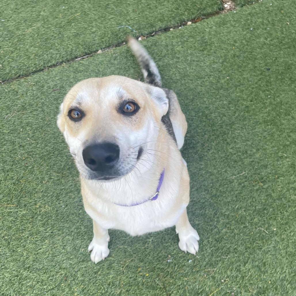 Morgana, a Adoptable mixed breed in Galveston, TX image 1/6