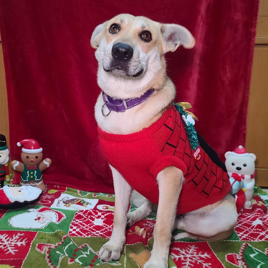 Morgana, a Adoptable mixed breed in Galveston, TX image 2/6