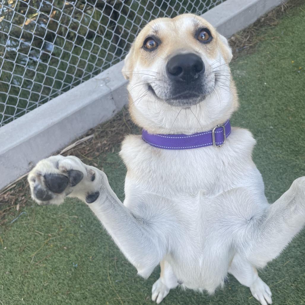 Morgana, a Adoptable mixed breed in Galveston, TX image 3/6