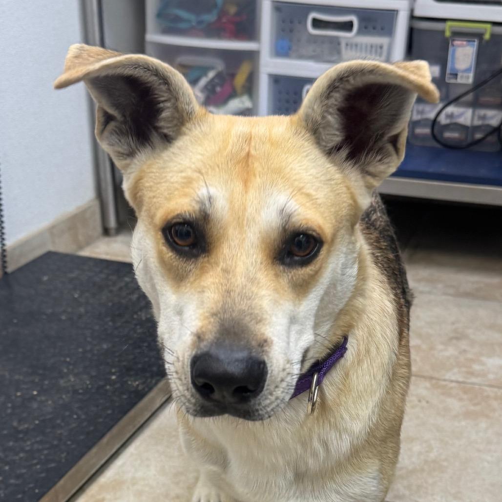 Morgana, a Adoptable mixed breed in Galveston, TX image 4/6