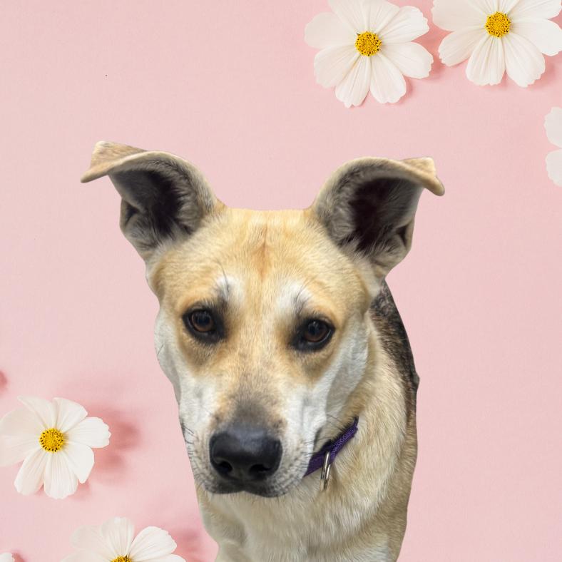 Enlarge Morgana, a Adoptable mixed breed in Galveston, TX image 4/6