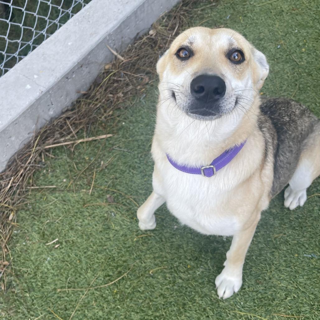 Morgana, a Adoptable mixed breed in Galveston, TX image 5/6