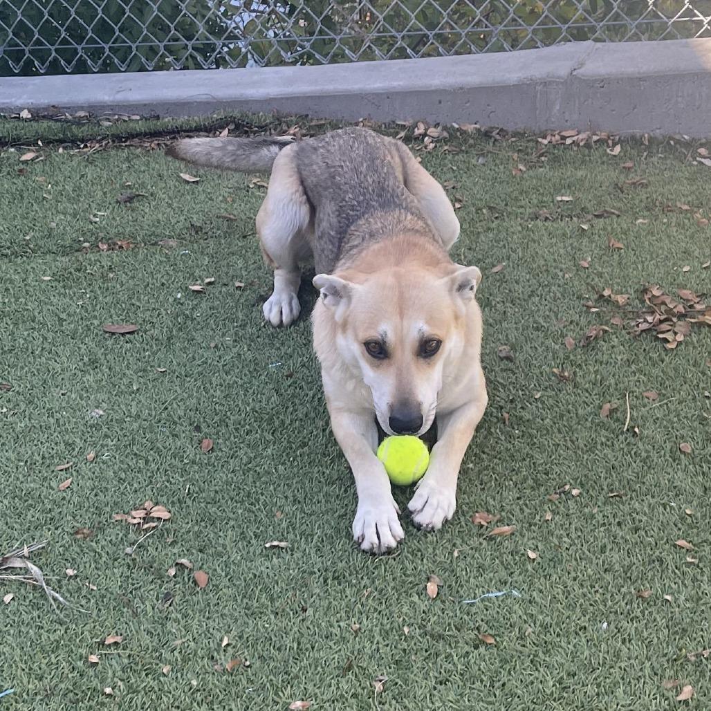 Morgana, a Adoptable mixed breed in Galveston, TX image 6/6