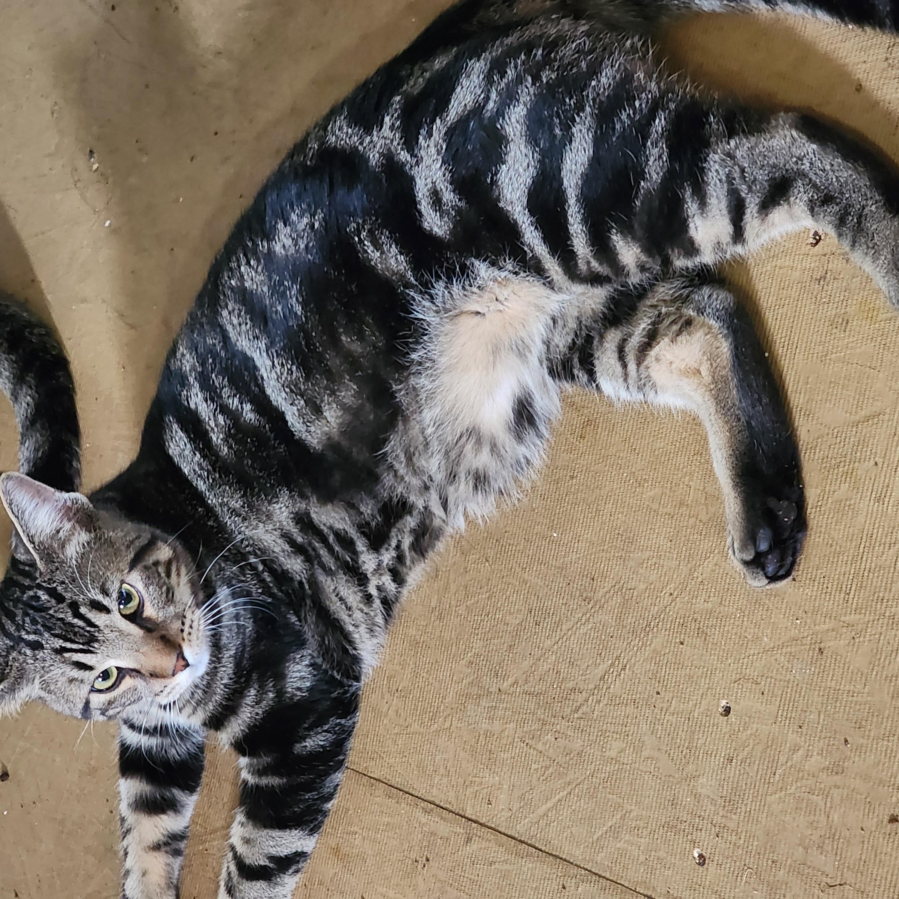 Chandler, a ADOPTABLE Domestic Short Hair in EAST LEROY, MI image 3/4