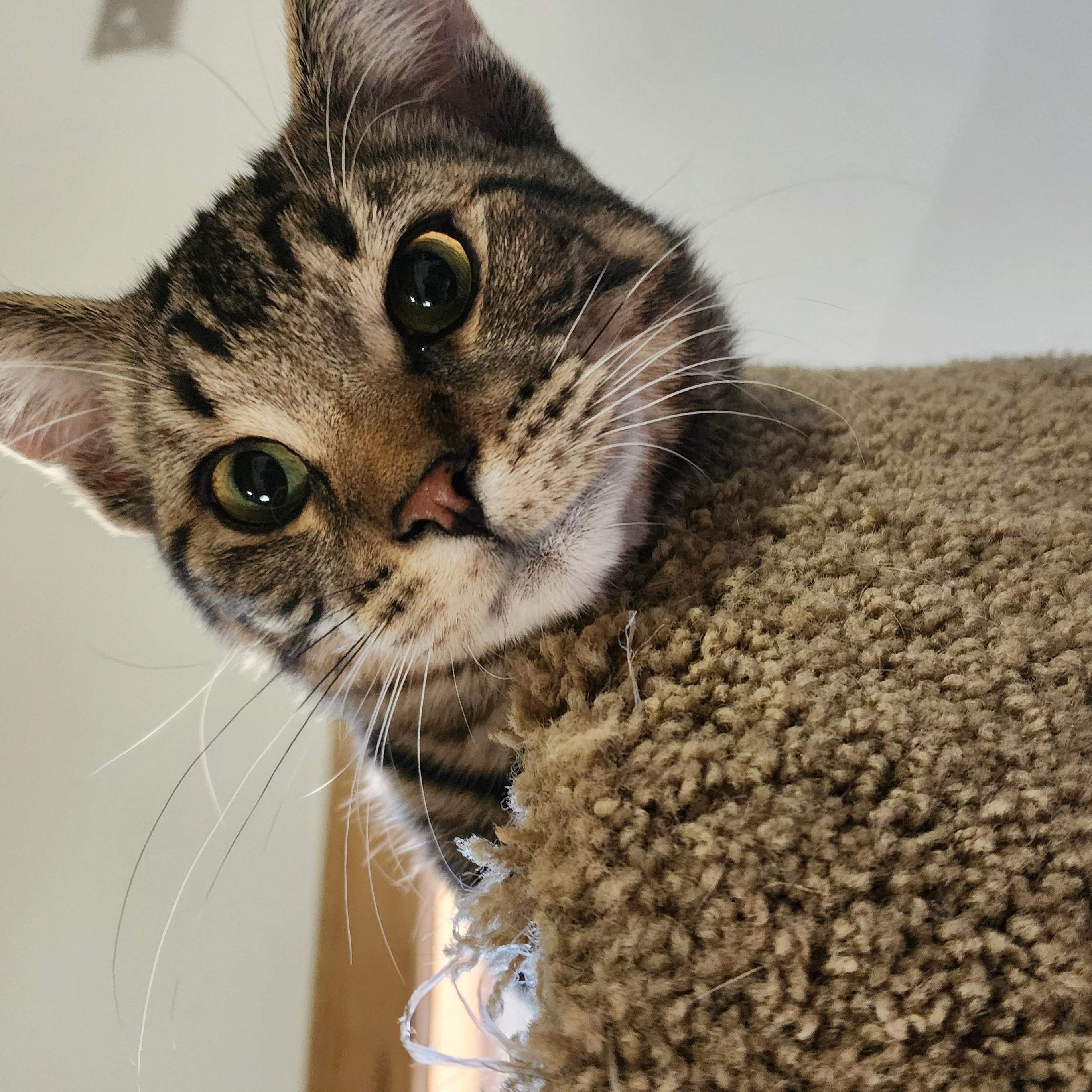 Chandler, a ADOPTABLE Domestic Short Hair in EAST LEROY, MI image 2/4