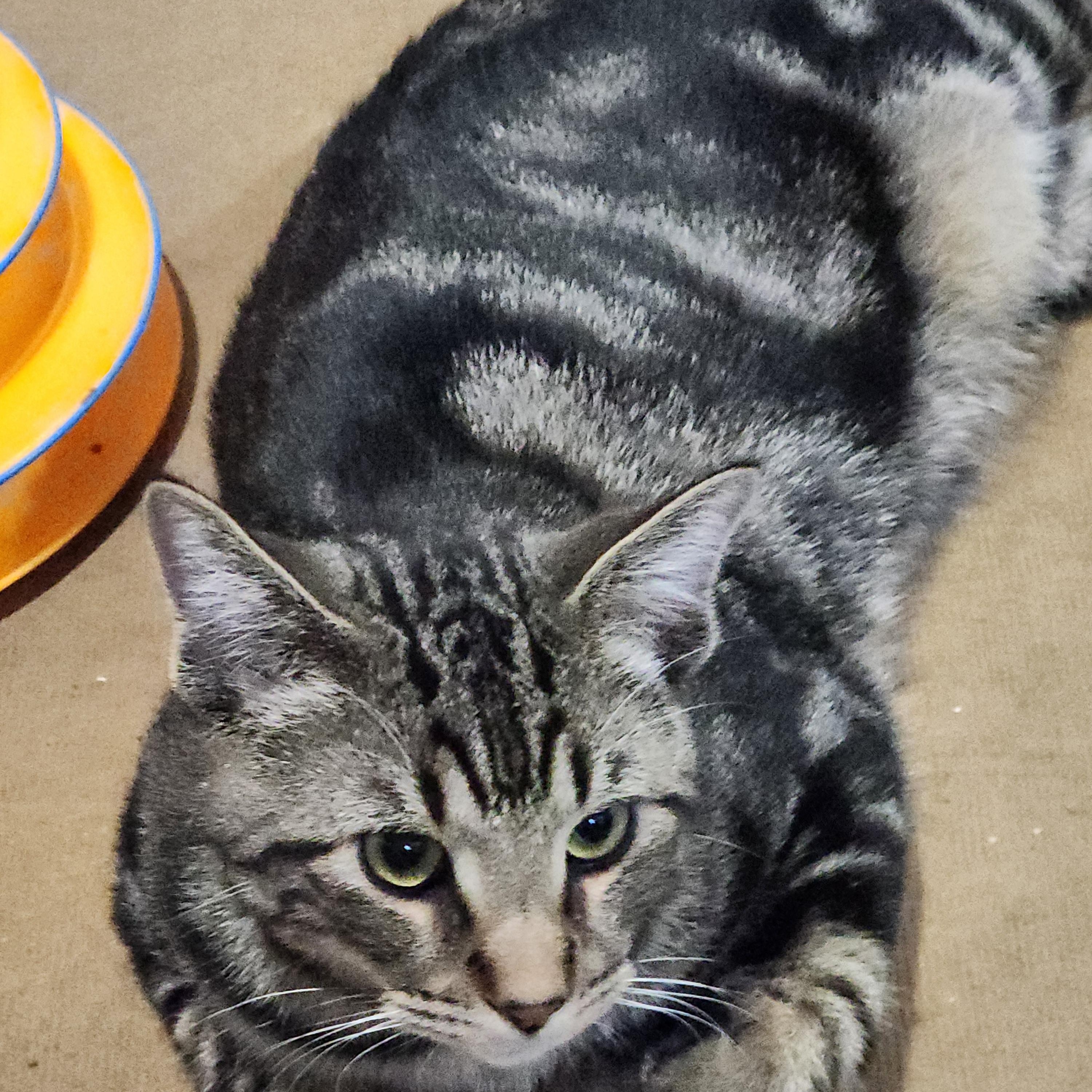 Chandler, a ADOPTABLE Domestic Short Hair in EAST LEROY, MI image 1/4