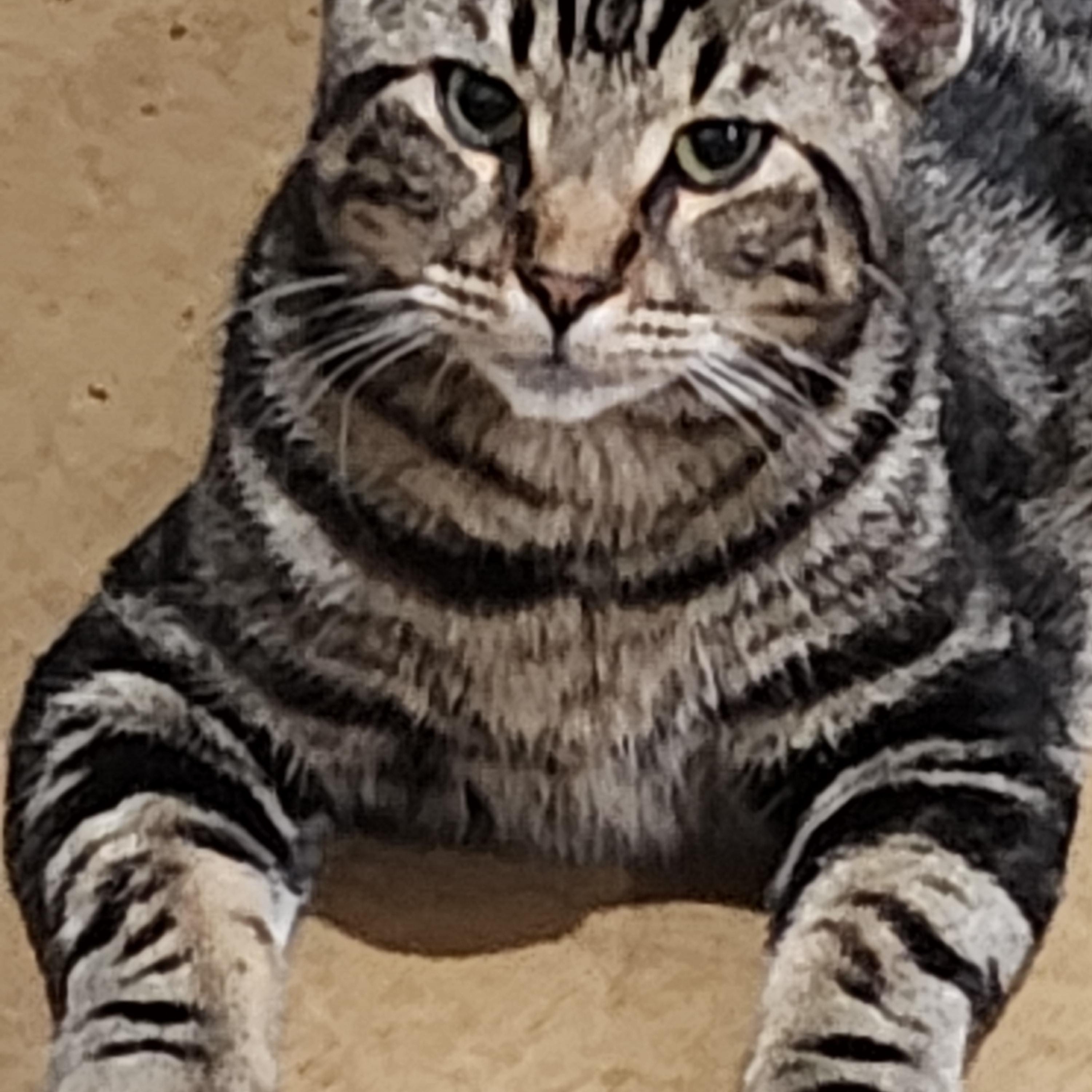 Chandler, a ADOPTABLE Domestic Short Hair in EAST LEROY, MI image 4/4