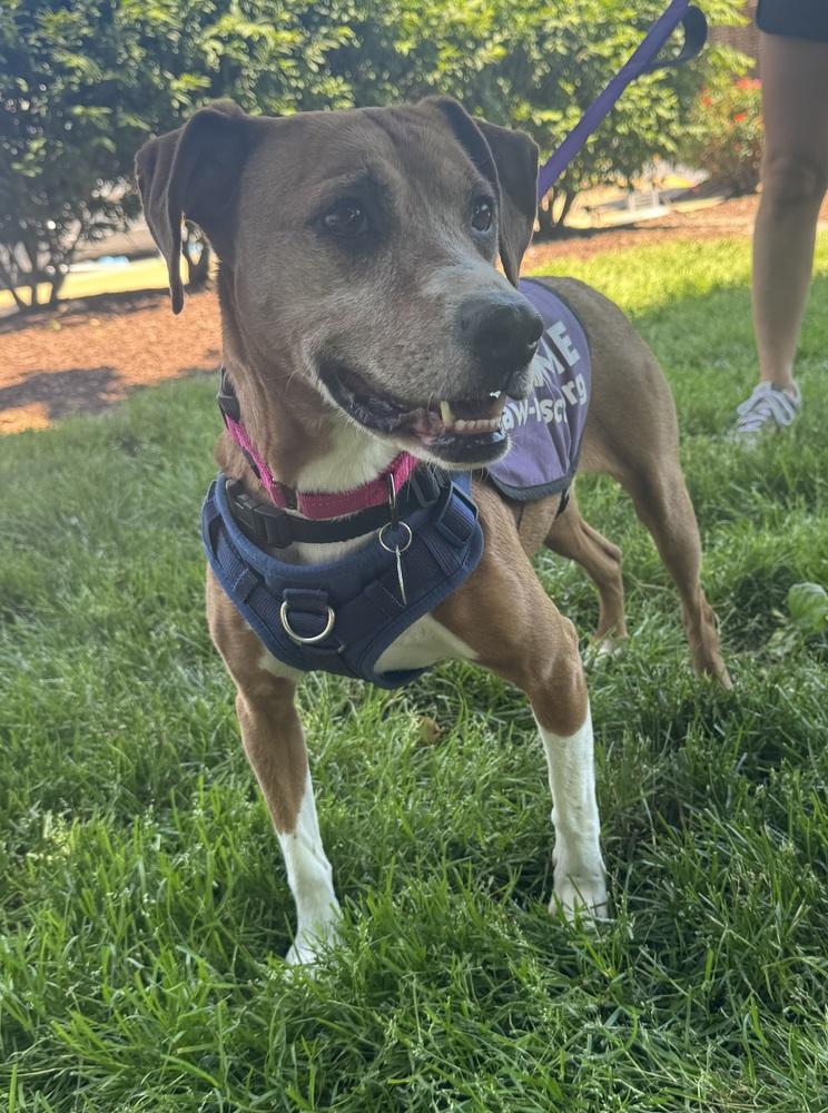 Sage Mae, a Adoptable mixed breed in Greenbelt, MD image 1/6