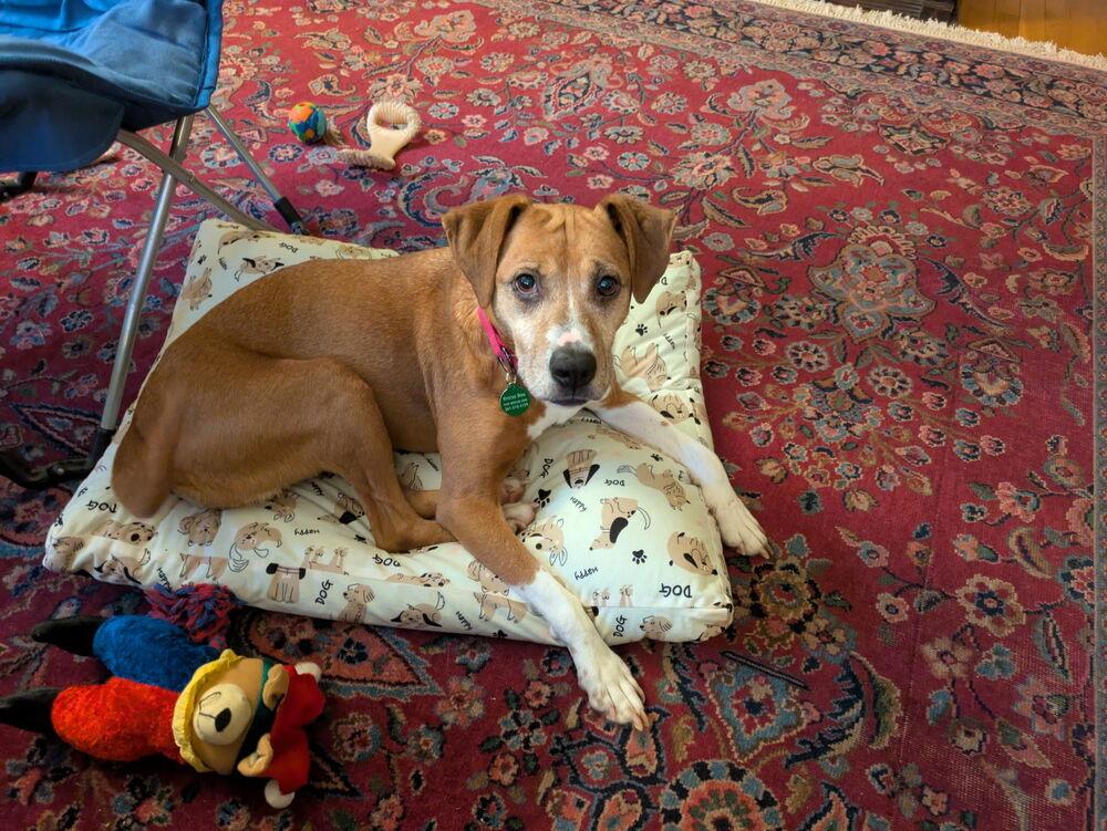 Sage Mae, a Adoptable mixed breed in Greenbelt, MD image 2/6
