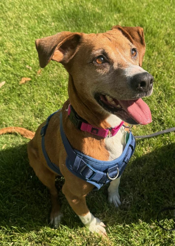 Sage Mae, a Adoptable mixed breed in Greenbelt, MD image 3/6
