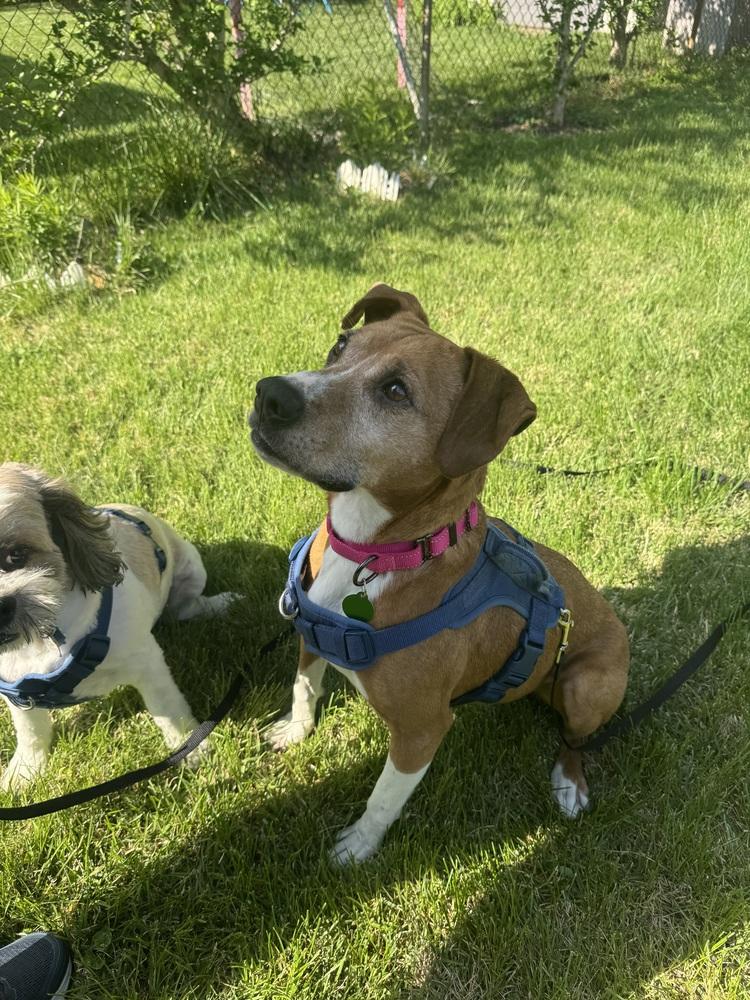 Sage Mae, a Adoptable mixed breed in Greenbelt, MD image 4/6