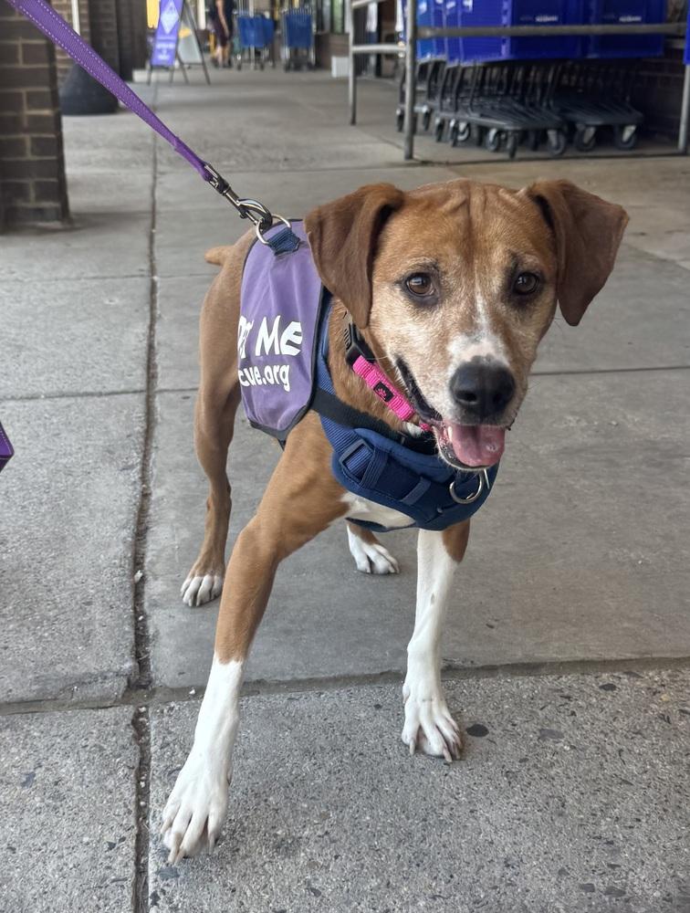 Sage Mae, a Adoptable mixed breed in Greenbelt, MD image 5/6
