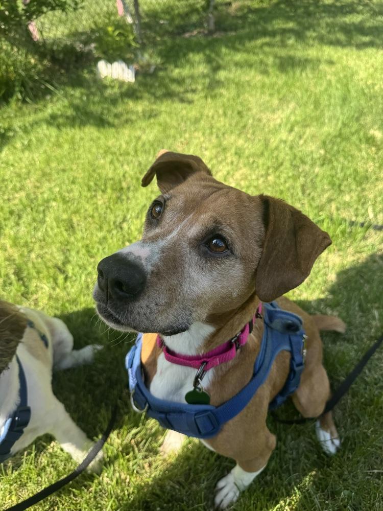 Sage Mae, a Adoptable mixed breed in Greenbelt, MD image 6/6